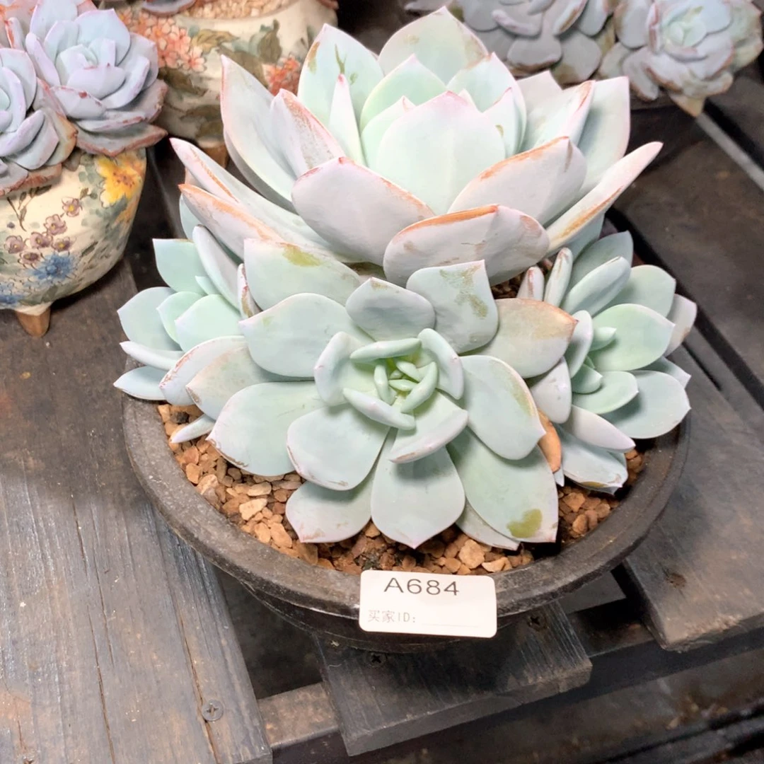 咚***咚A684售后范围：签收起7天内，不拍冷链不售后