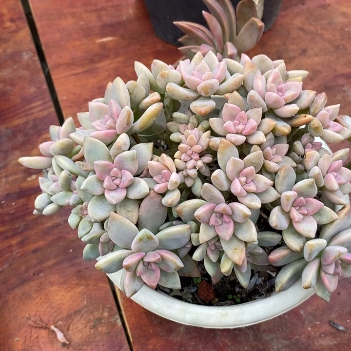 淡雪缀整无砍多肉