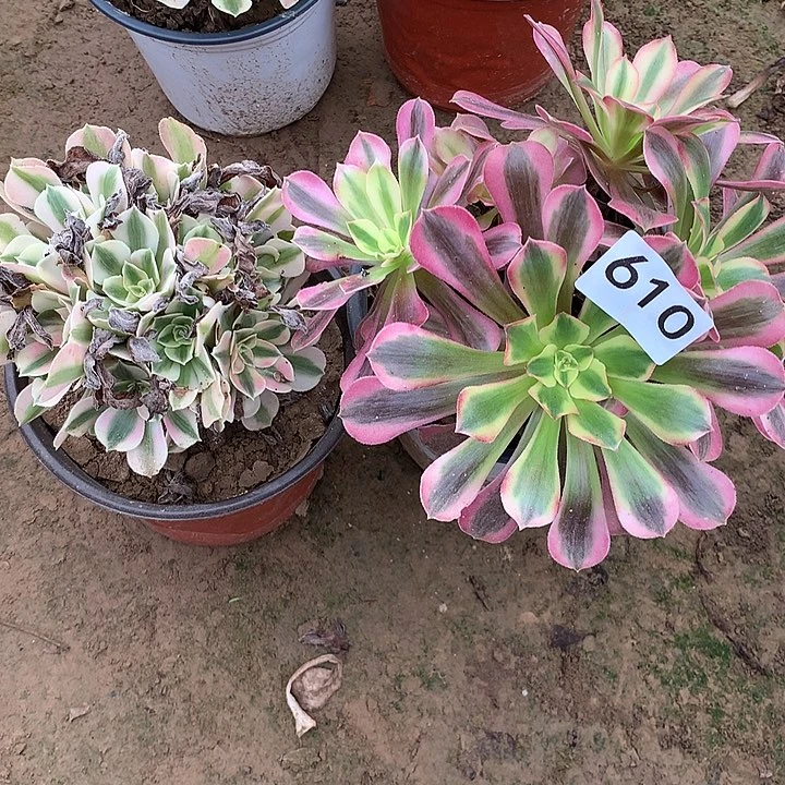 无花朵610女巫➕美杜莎