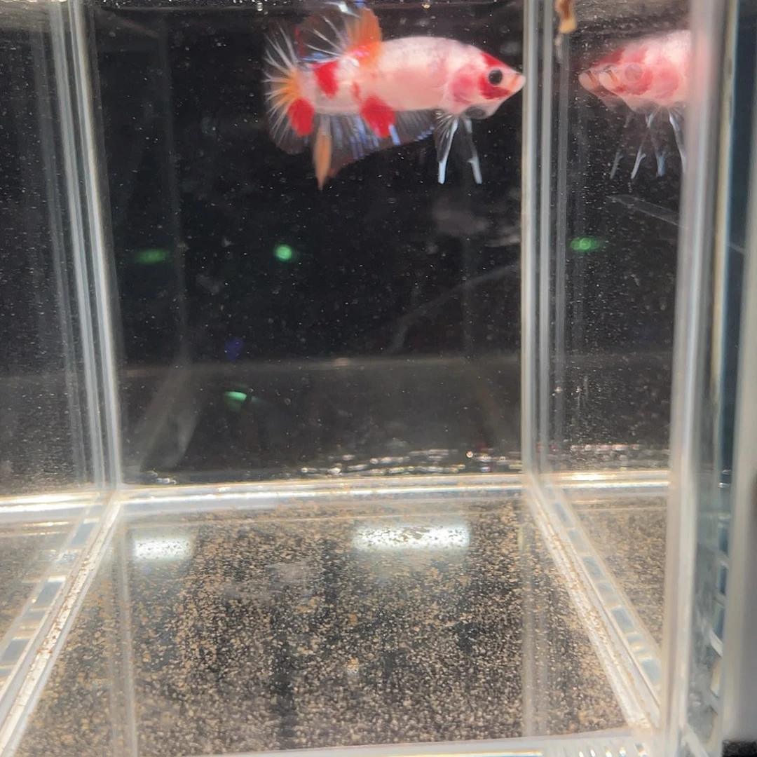 斗鱼12.13 koi将军 059