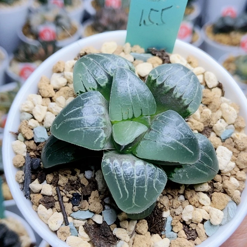 【闪购商品】155粉色甜心