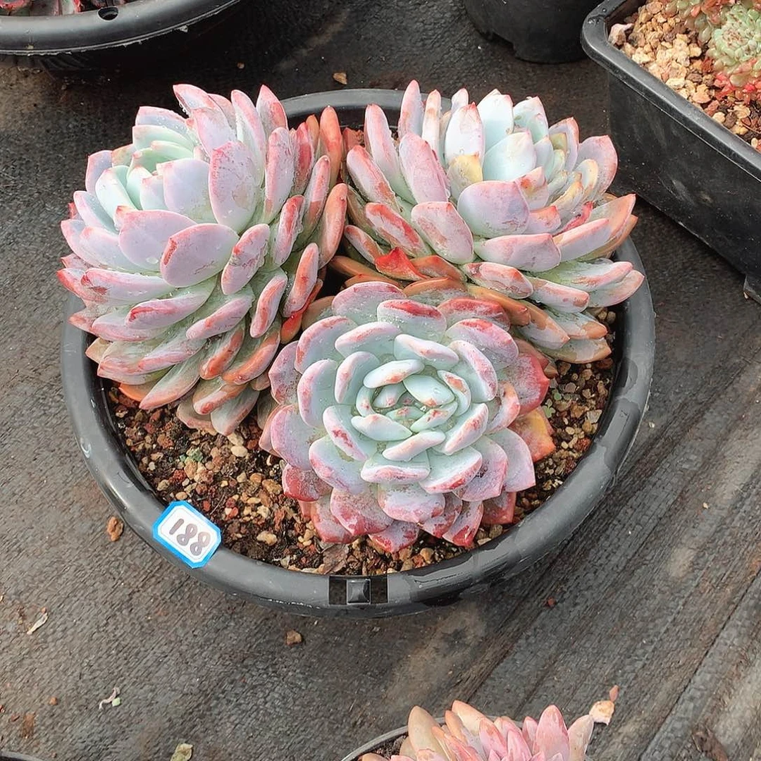 188橙子  一物一拍多肉