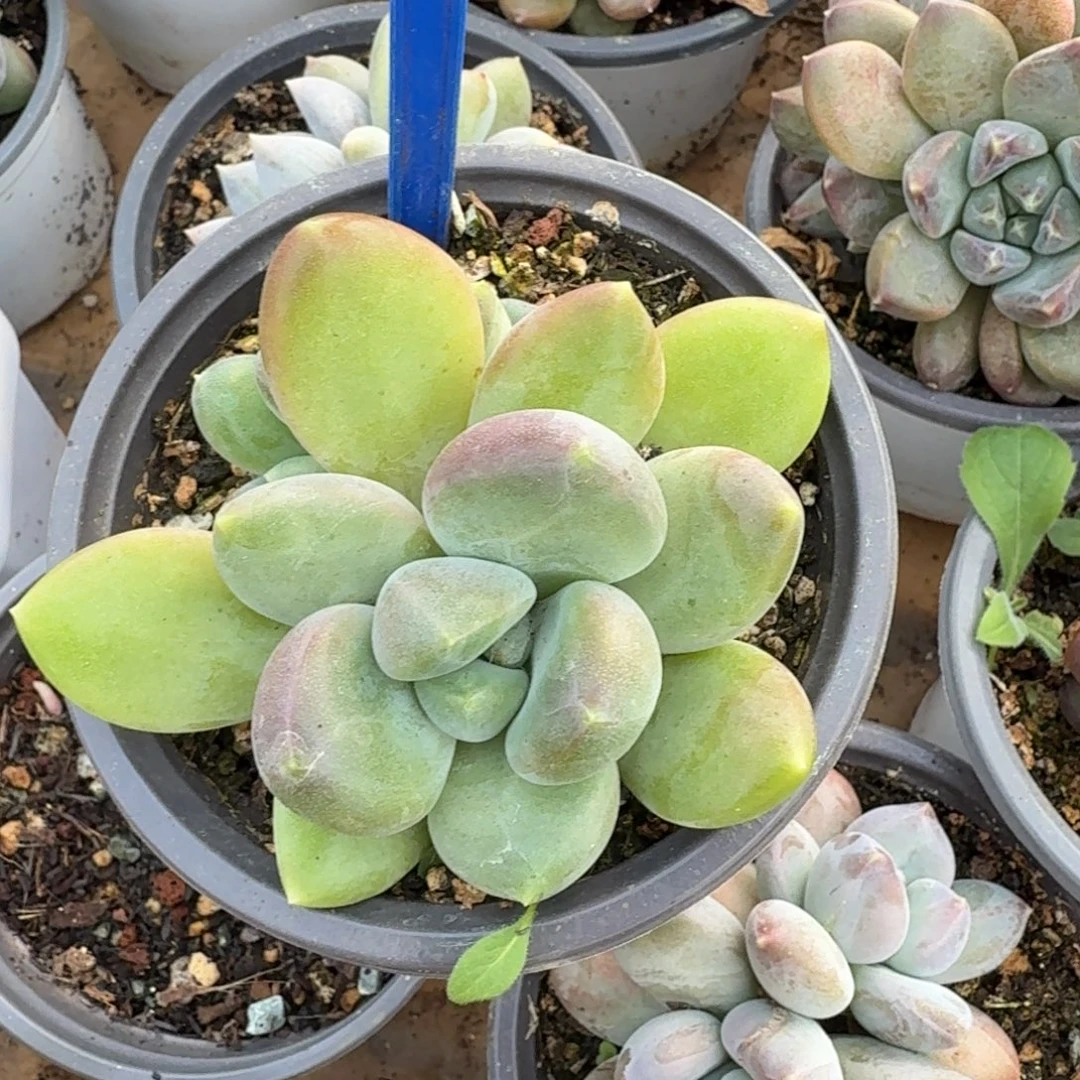 X系列一物一拍115