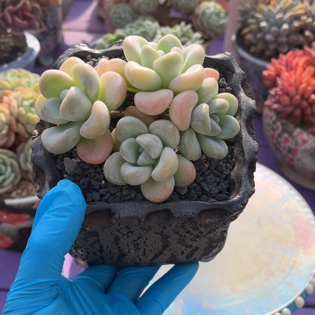 玉麒麟群一物一拍