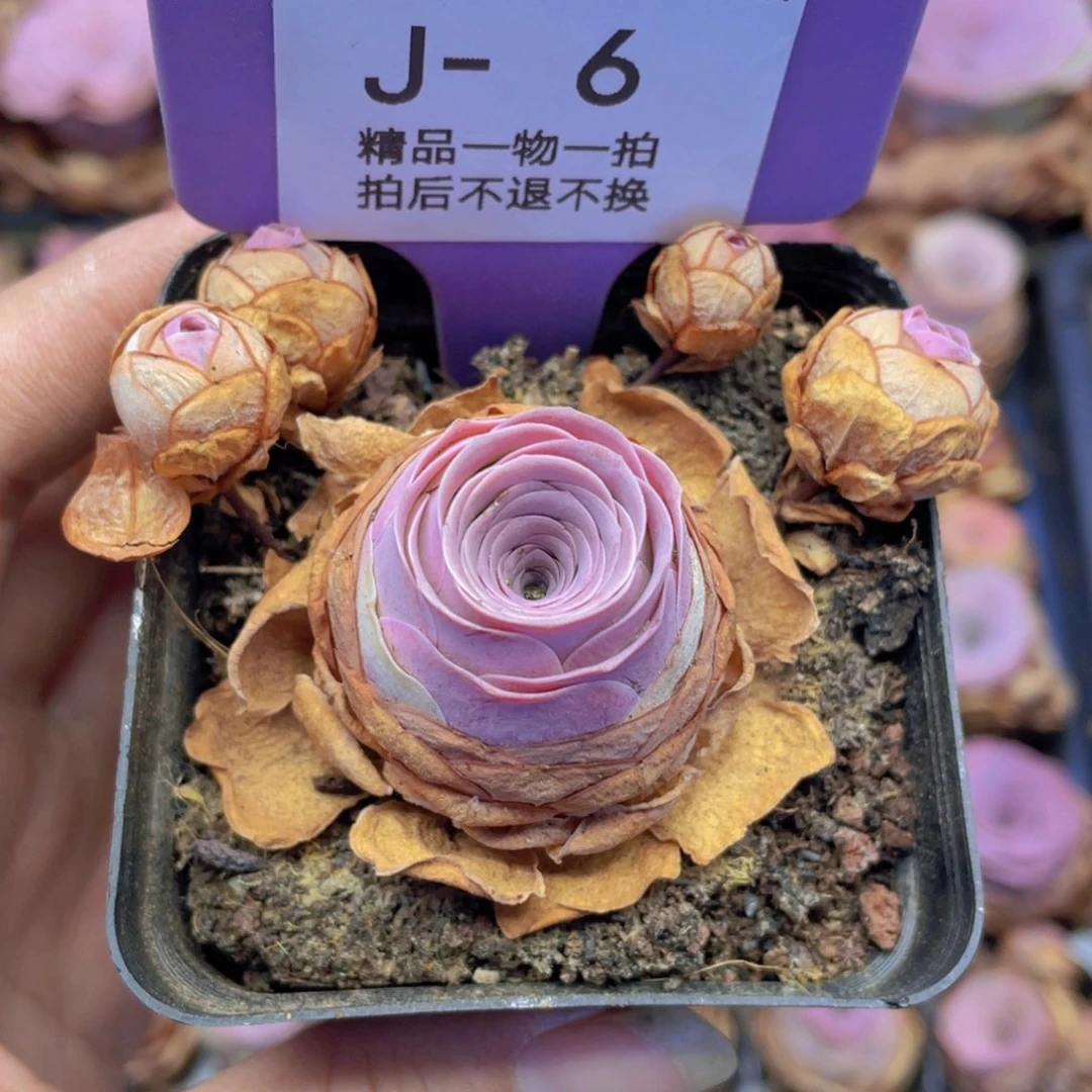 涅***生山地玫瑰J6满38包邮裸根发货