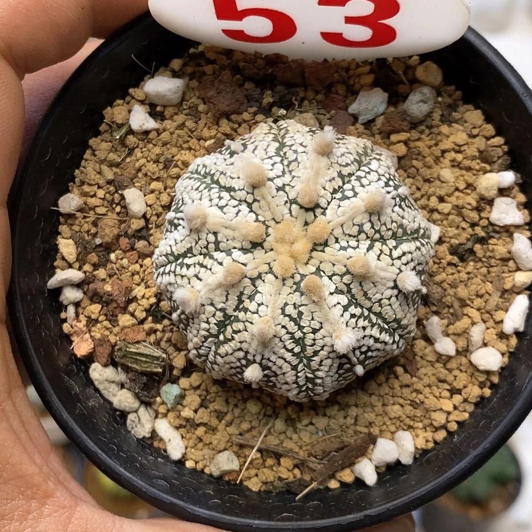 53奇迹福利特价咯哦