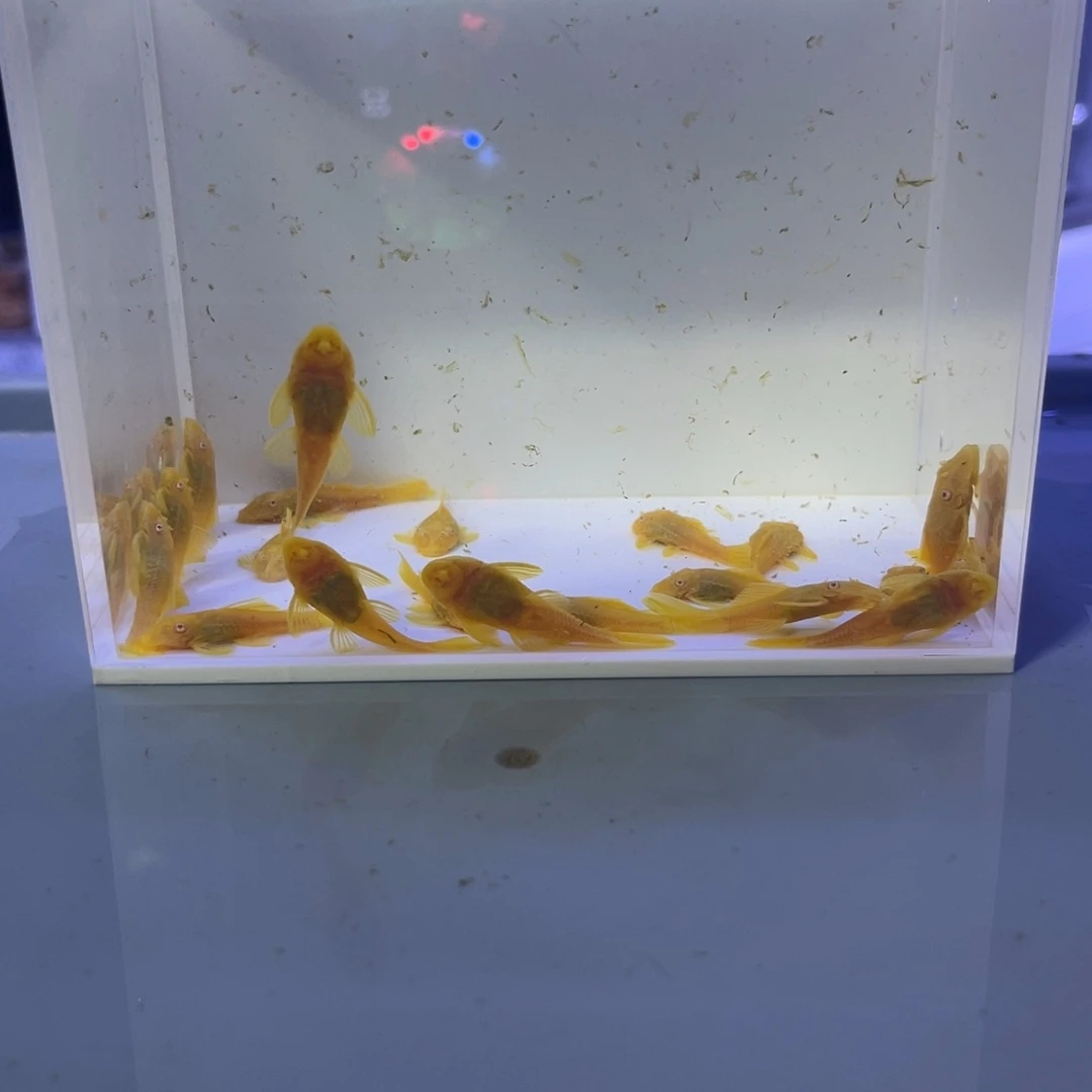 孔雀鱼胡子二十条开箱视频报损