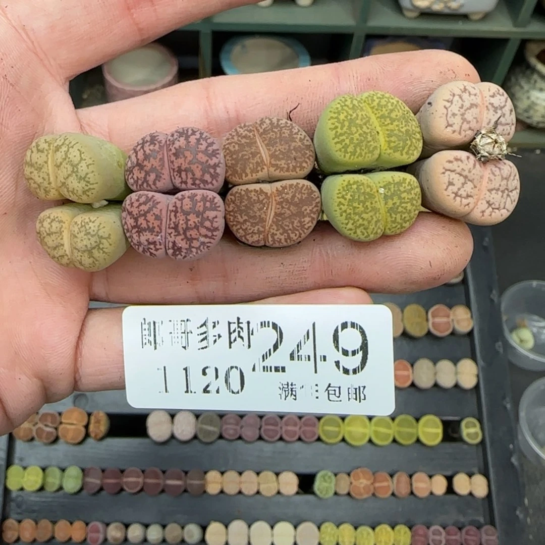 满满18包邮1120-249