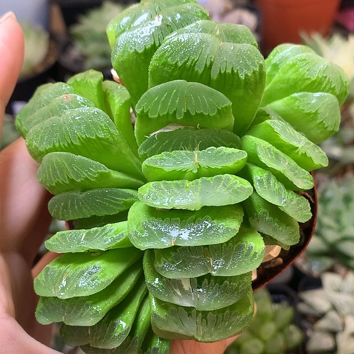 草玉扇带盆土nuow
