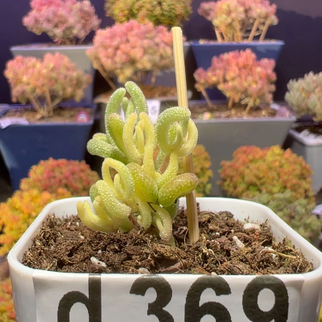 【闪购商品】d369橙叶锦枝干番杏