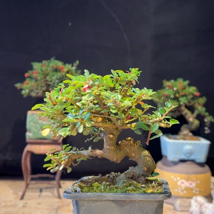 花***猫无花朵荀子在这里的说法也