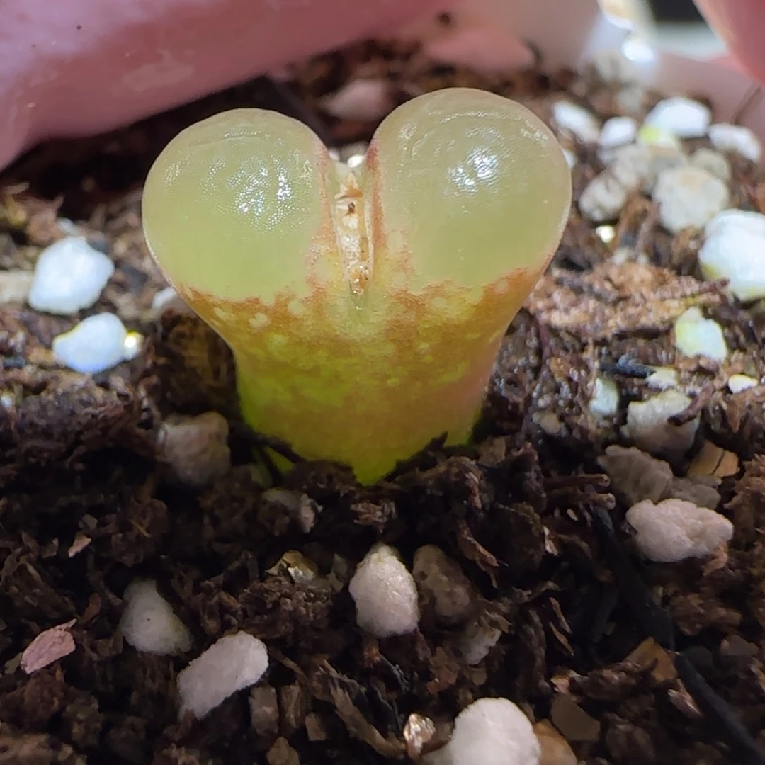 肉锥多肉植物百科26-粉樱1004