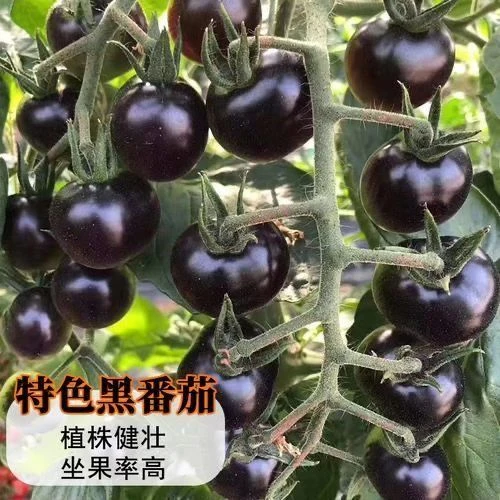 黑番茄种子四季阳台盆栽易种植室外水果蔬菜种子易种田园春季爆品