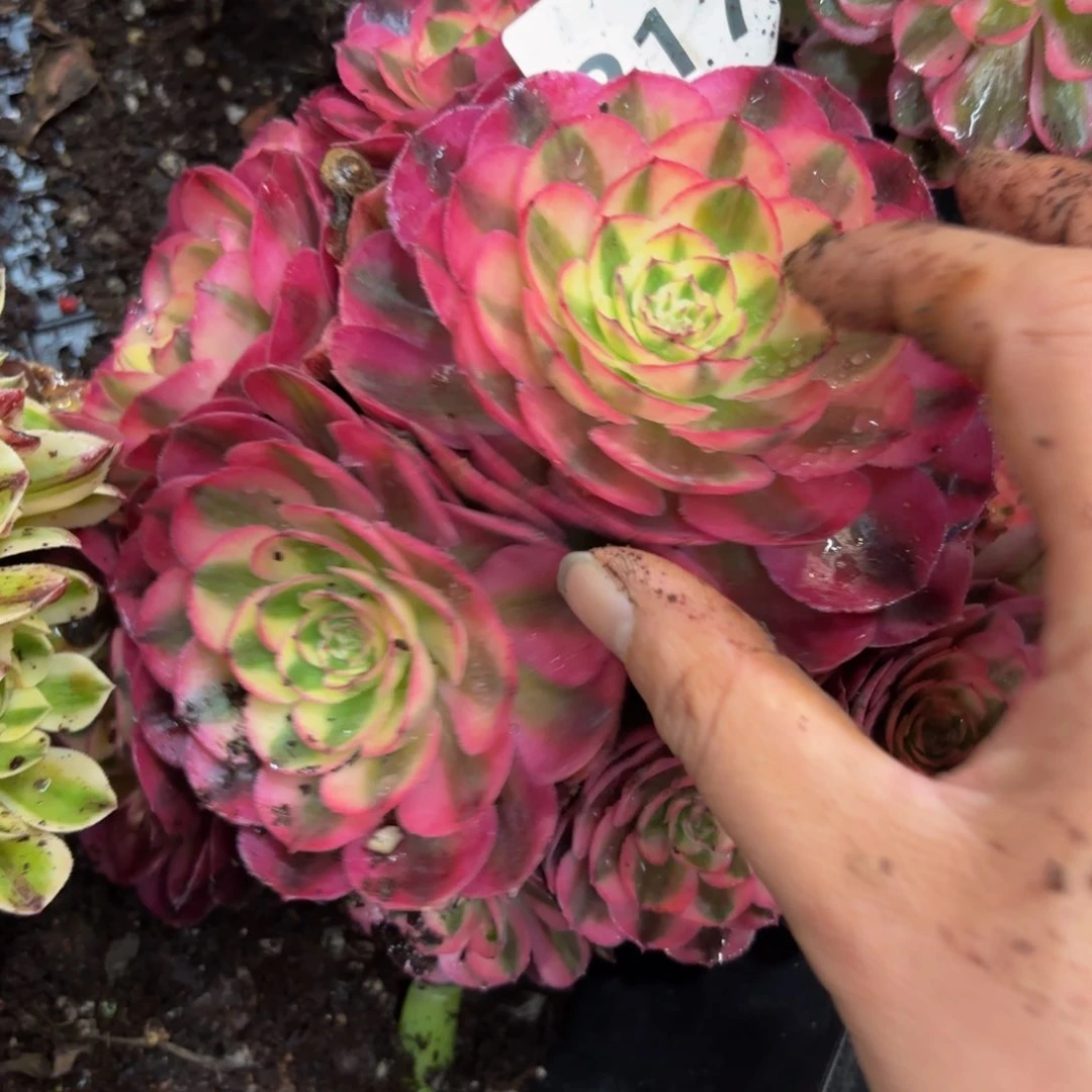 217多肉植物倾城