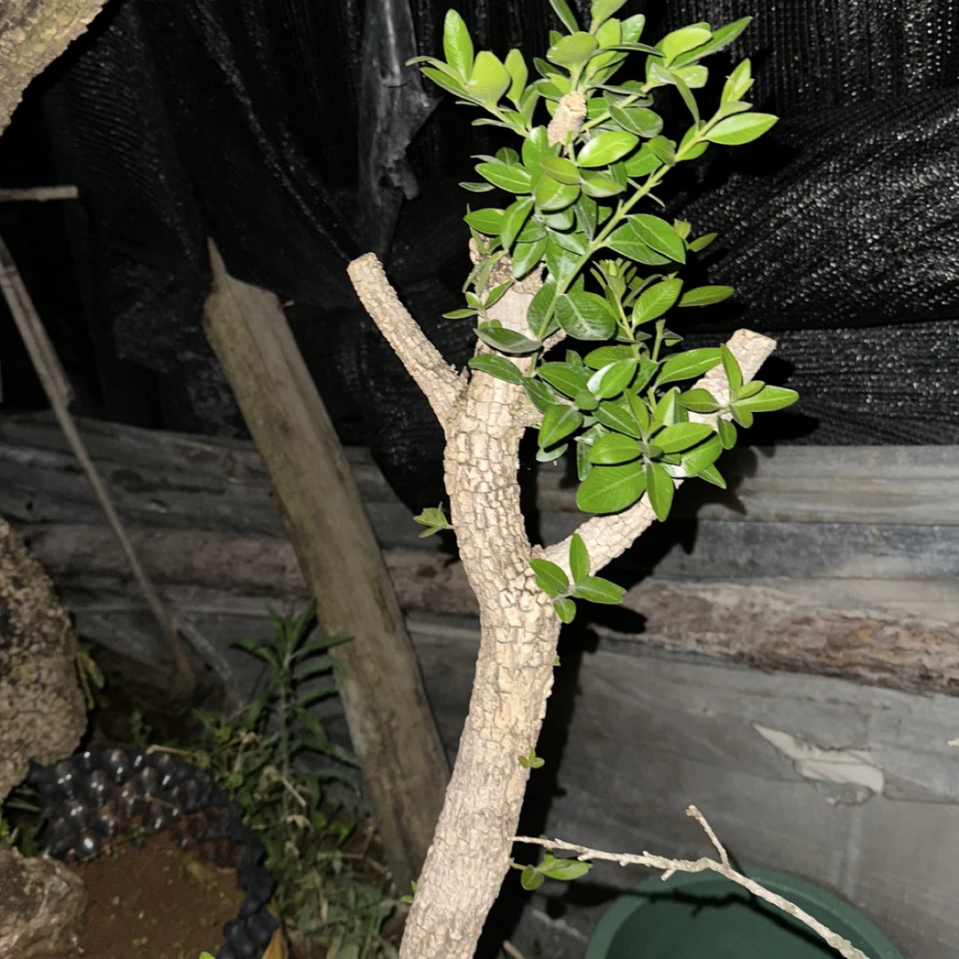 对节白蜡丛林组有土球有过渡造型美观