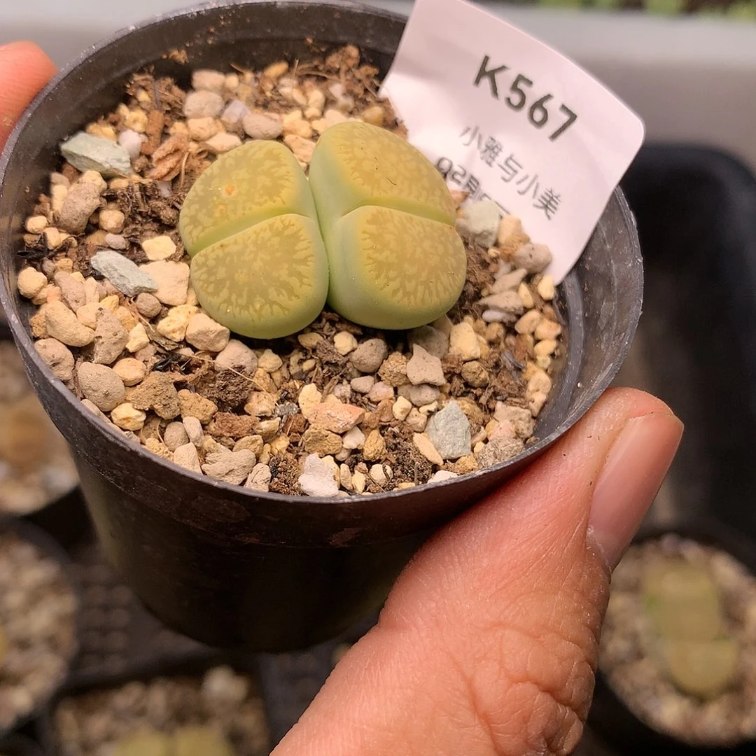 K567多肉植物保护
