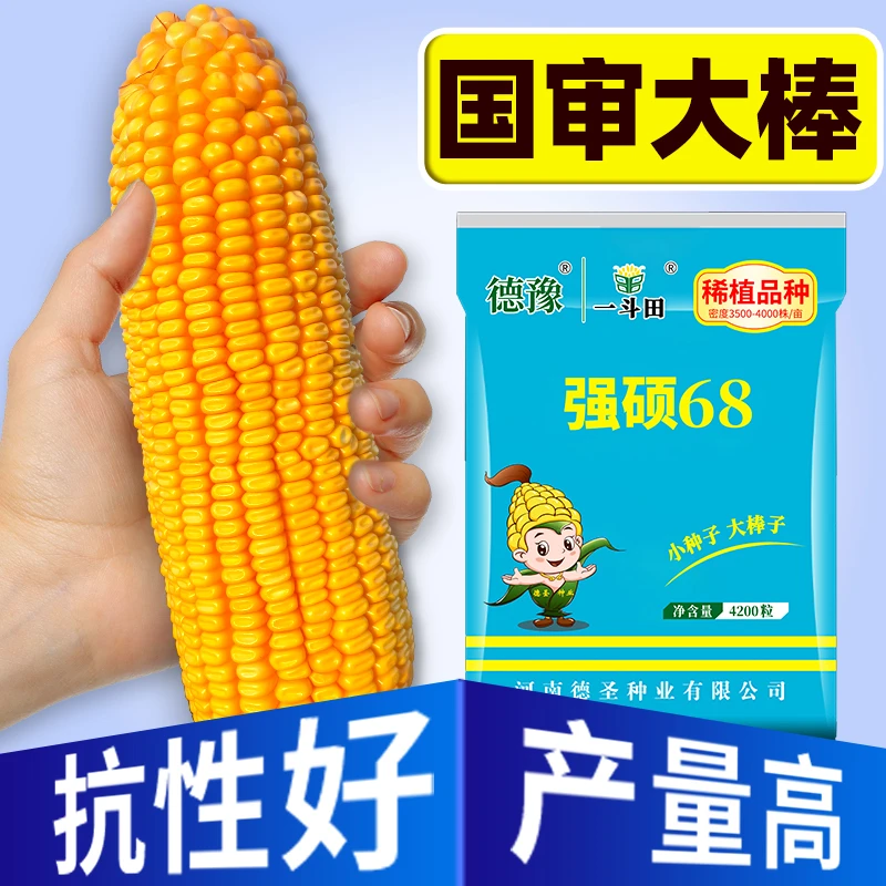 国审正品强硕68玉米种子 高产抗旱 4200粒玉米种 丰收耐旱抗倒伏