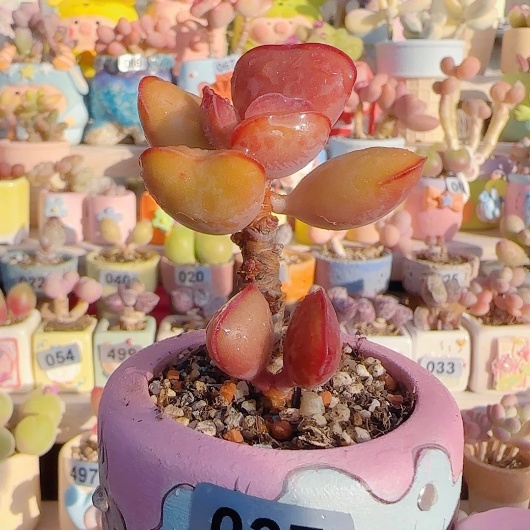 L 爱心水泡 盆口4cm