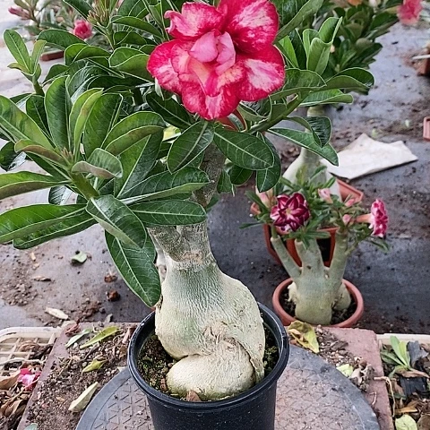 【闪购商品】无花朵微*