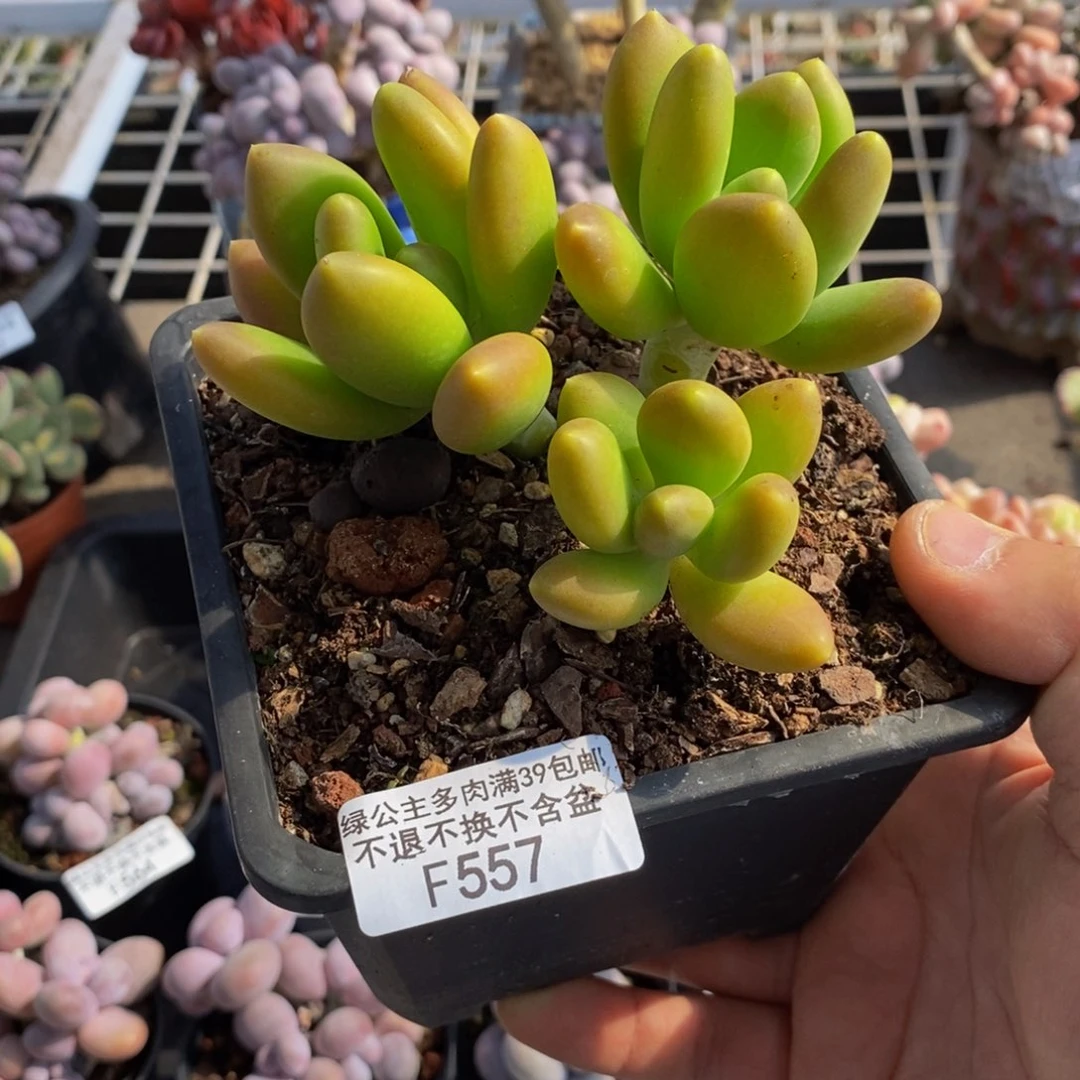 557芒果奶三头10c m