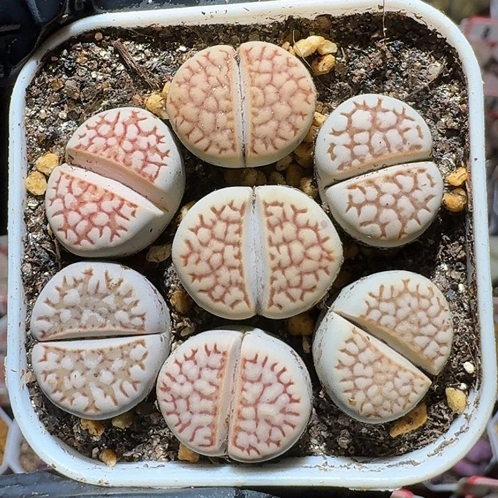 生石花111111。   389