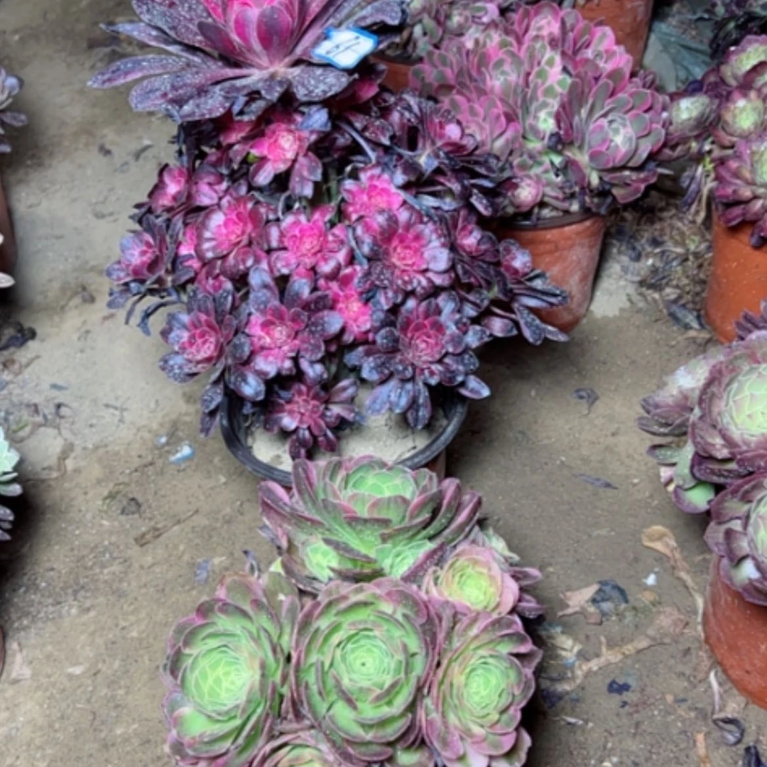 【闪购商品】多肉植物两个61