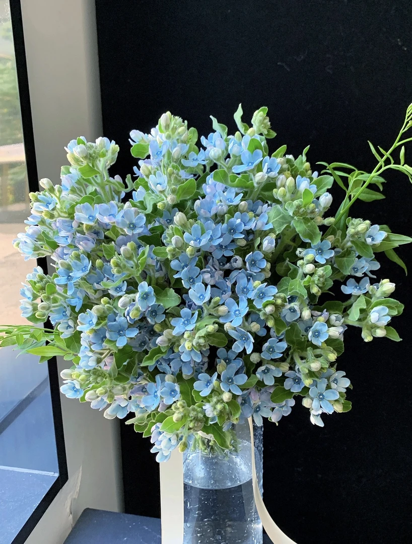 云南鲜花直发蓝星花神仙颜值夏日浪漫干净清爽