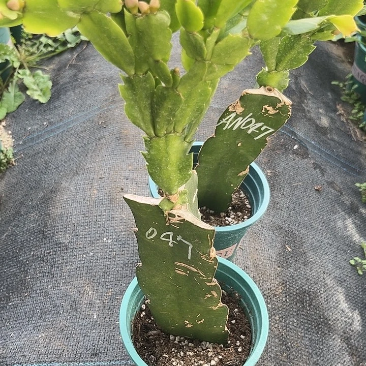 明***来52号047，2222222222