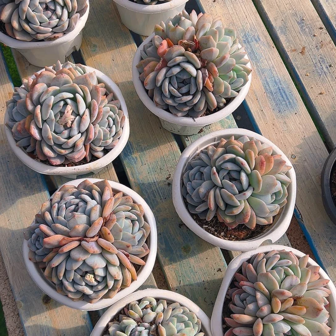 橙梦露4头起，满18包邮