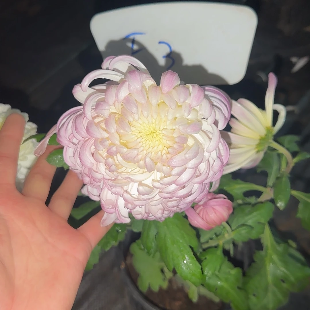 全部花朵F33333333333