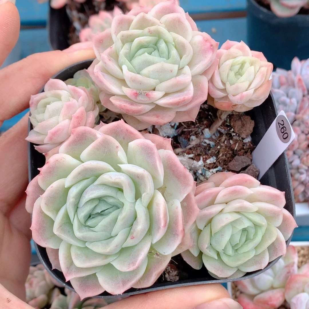 58包邮  群生不包整260