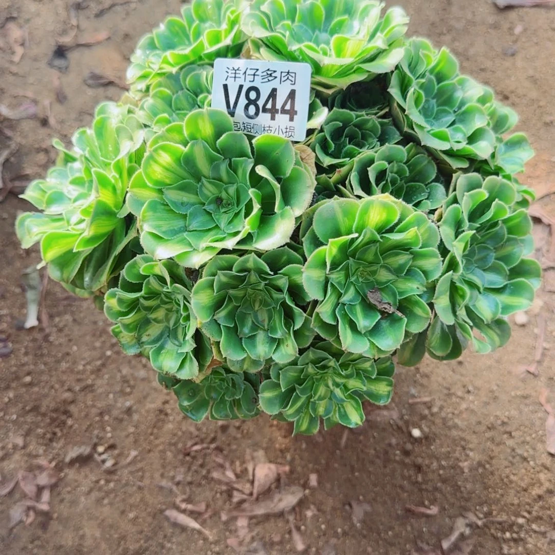 翡翠琉璃法师844冠幅23