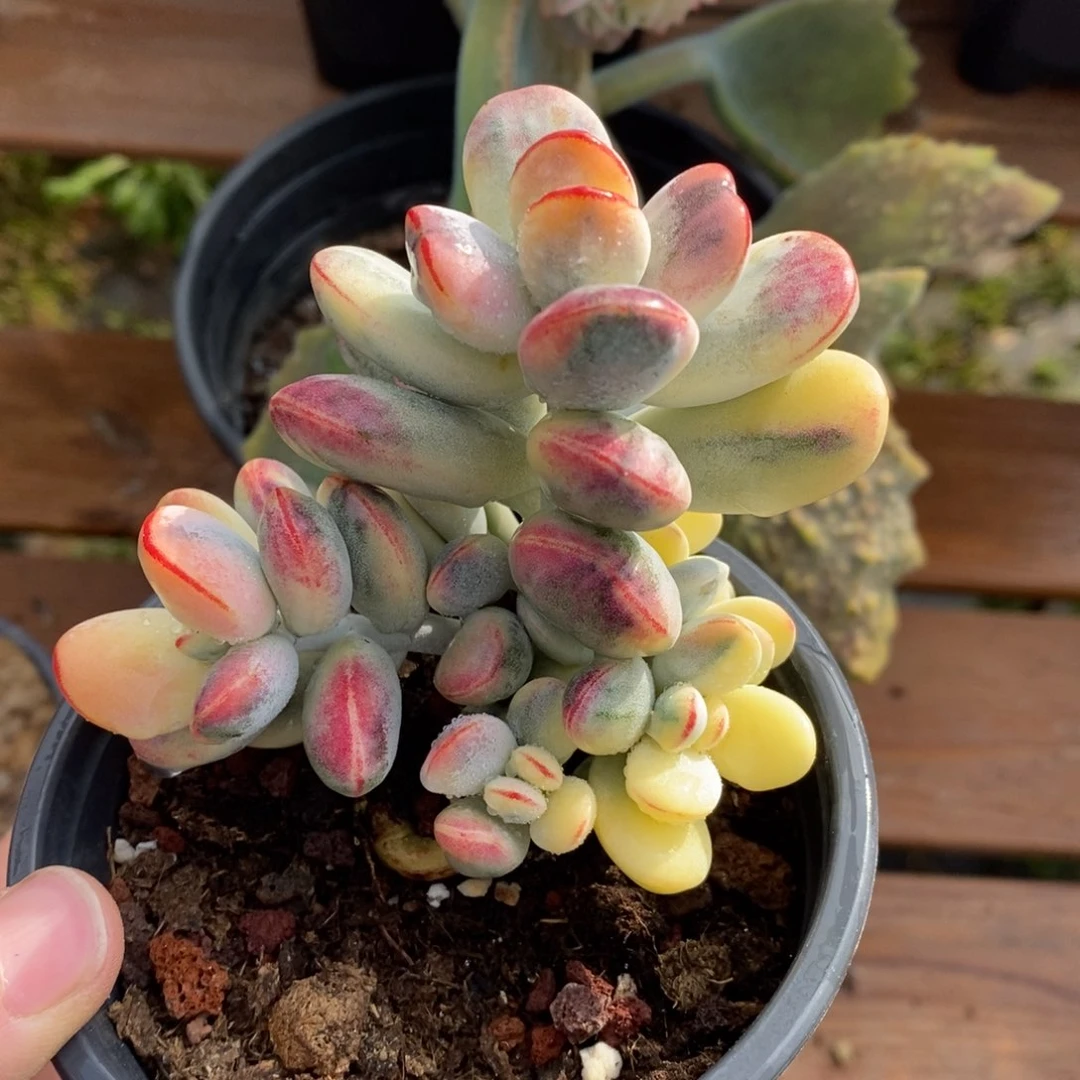 玉*福娘锦多肉植物