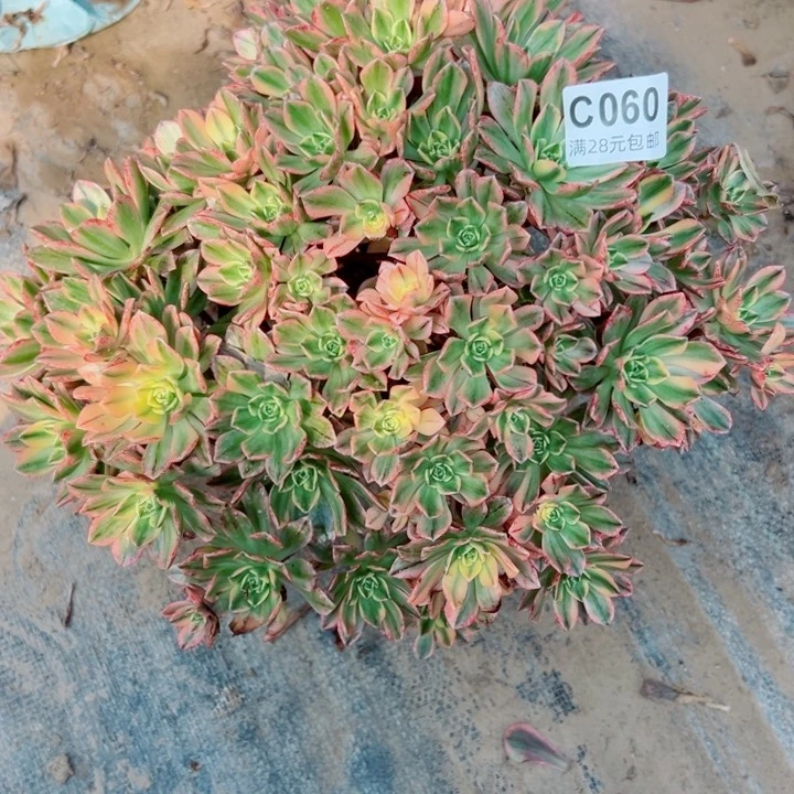 60甜茶多肉一样的