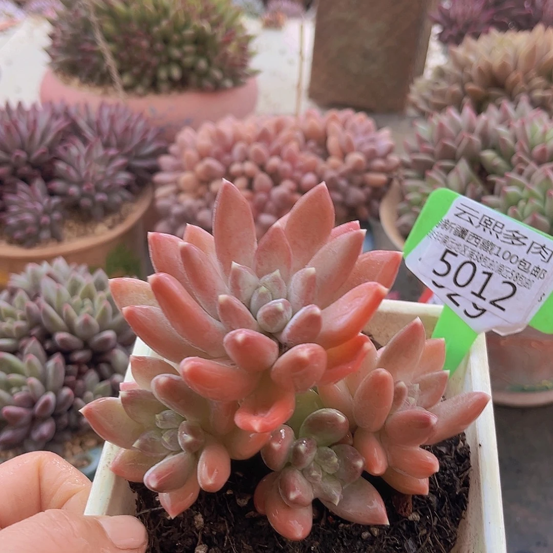 5012松果美人多肉植物