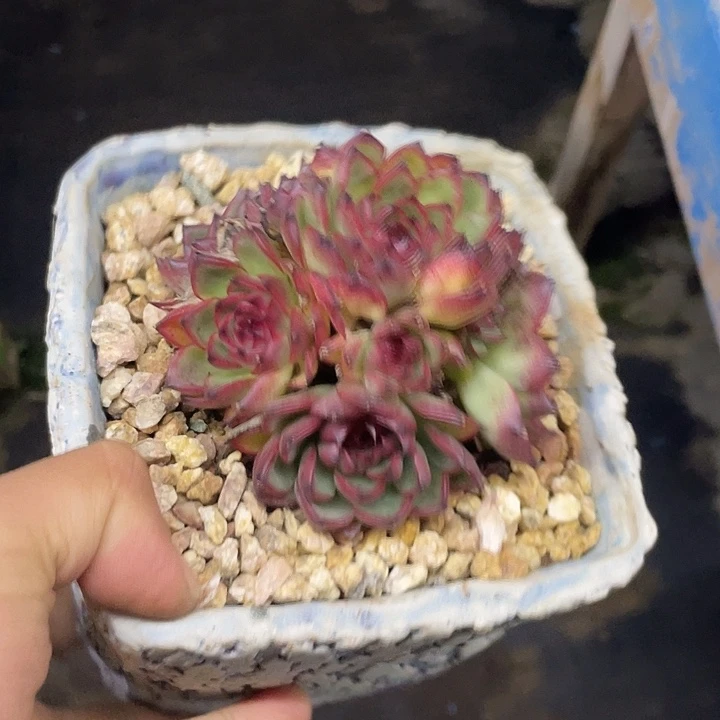 月亮石哦哦哦哦哦哦哦
