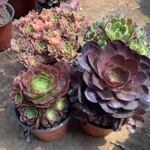 858多肉植物组合