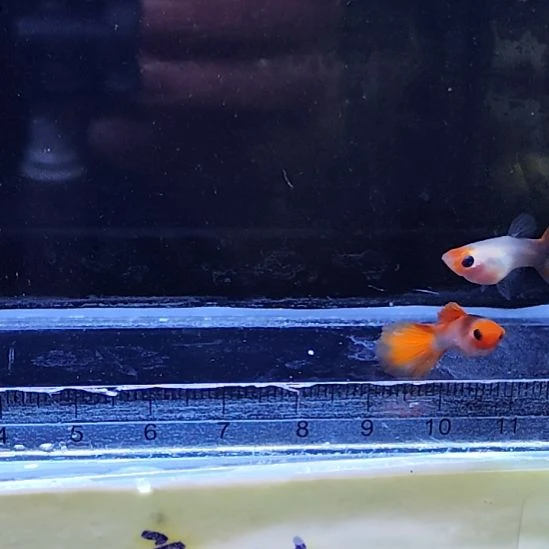 孔雀鱼12蓝贵族玻璃猫一对
