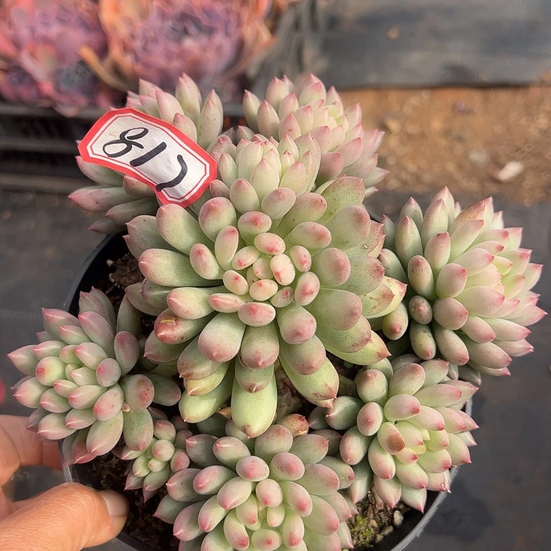 817号岩字，一物一拍