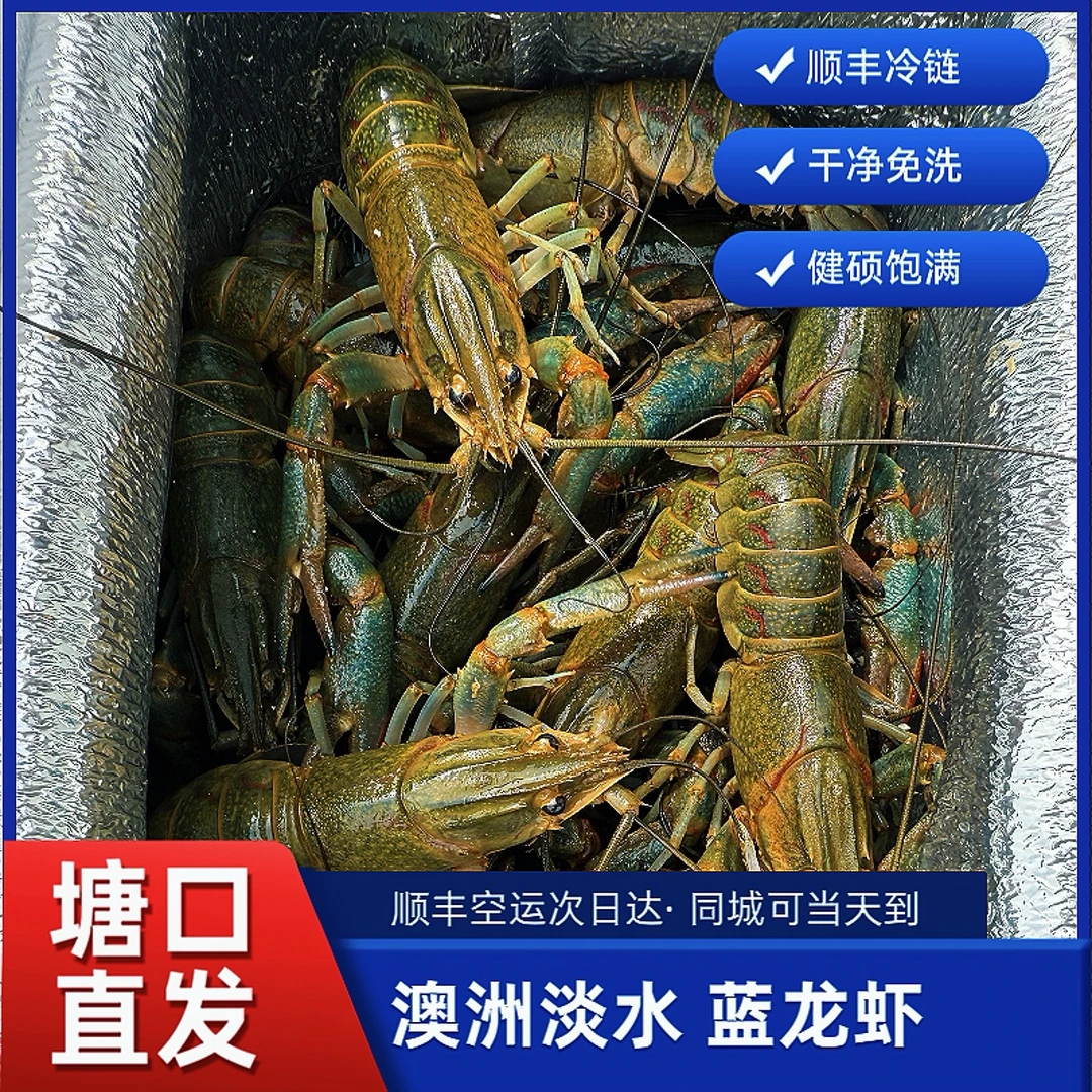 鲜活澳洲淡水蓝龙虾，顺丰空运，次日达！