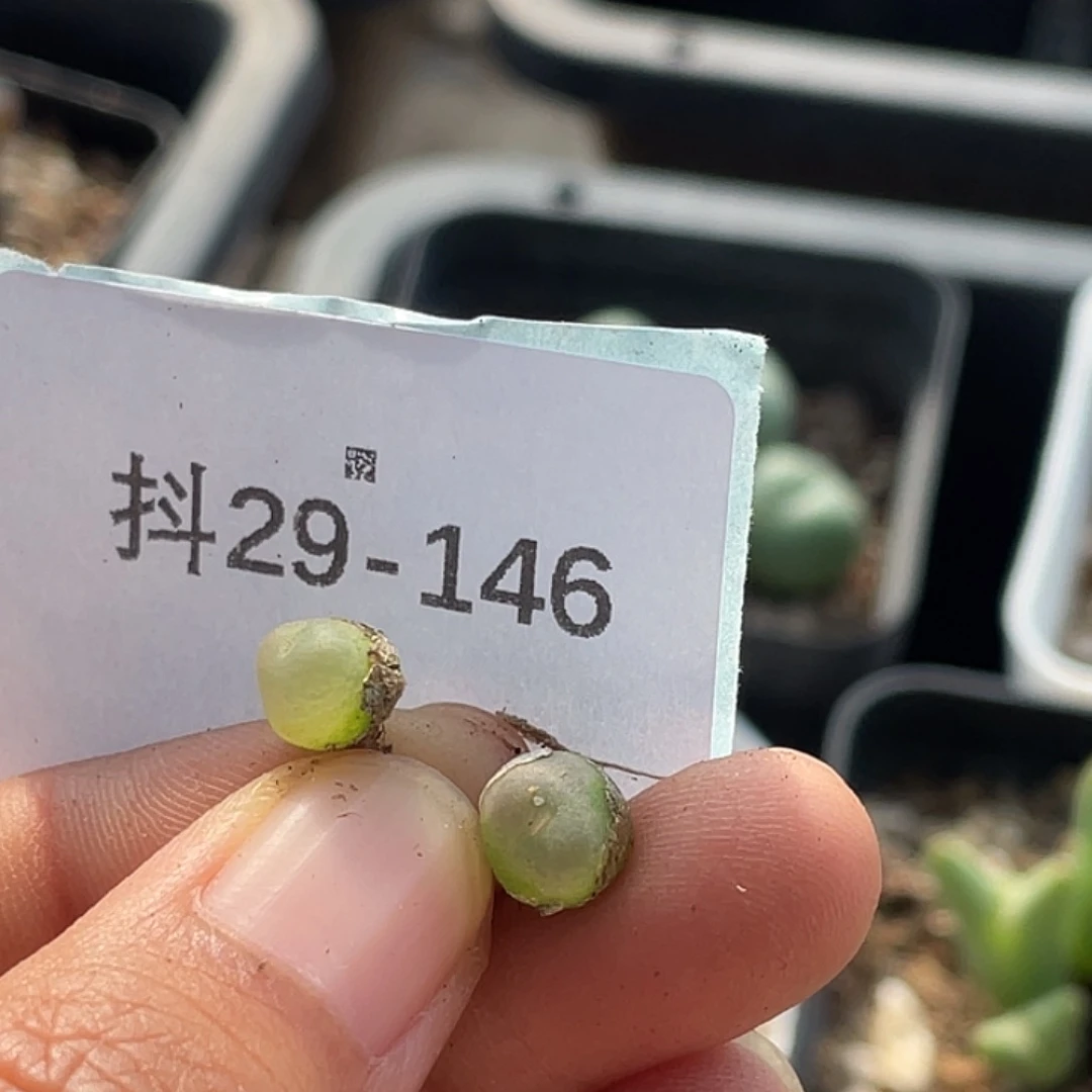 *****29-146肉锥多肉植物