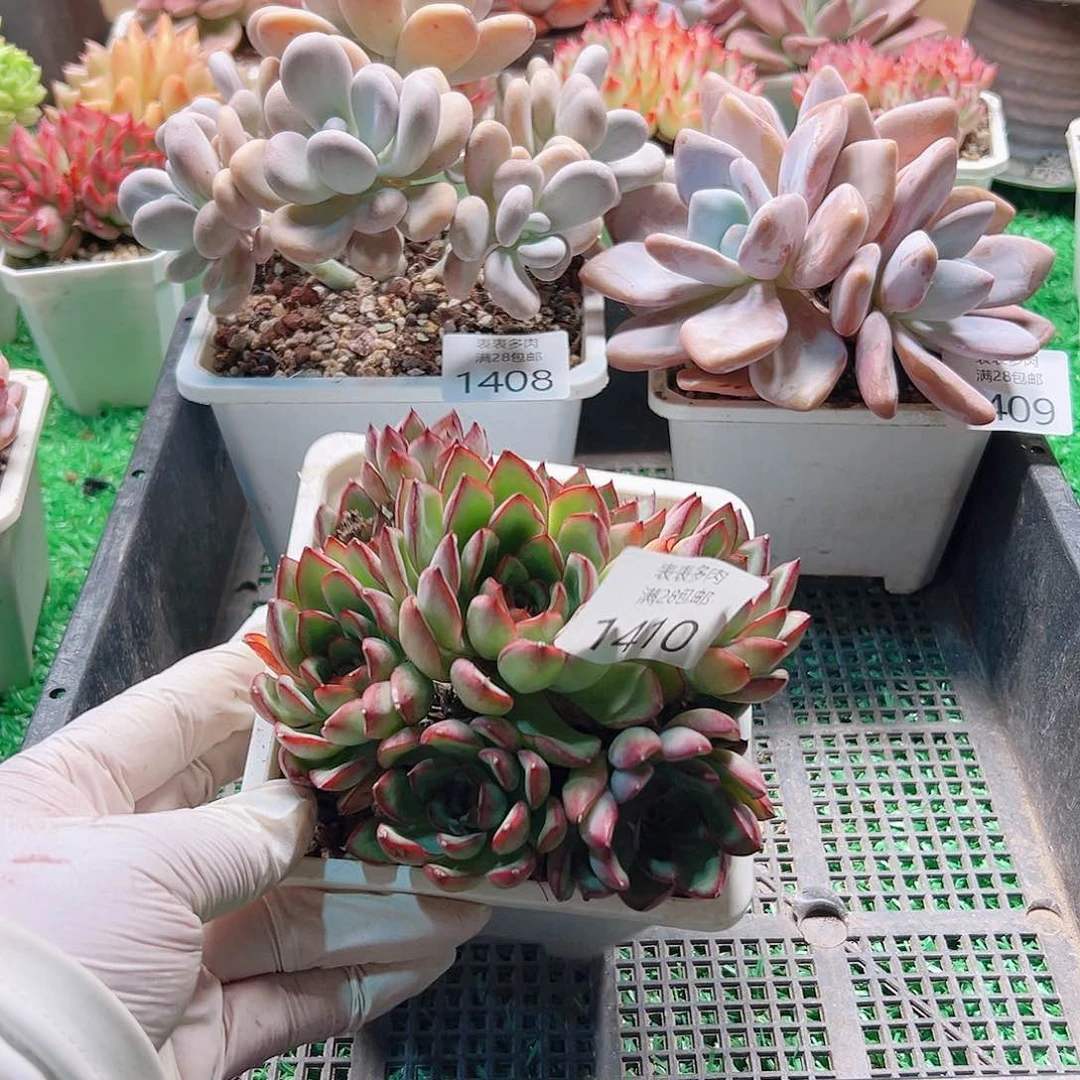 多肉一物一拍植物1410