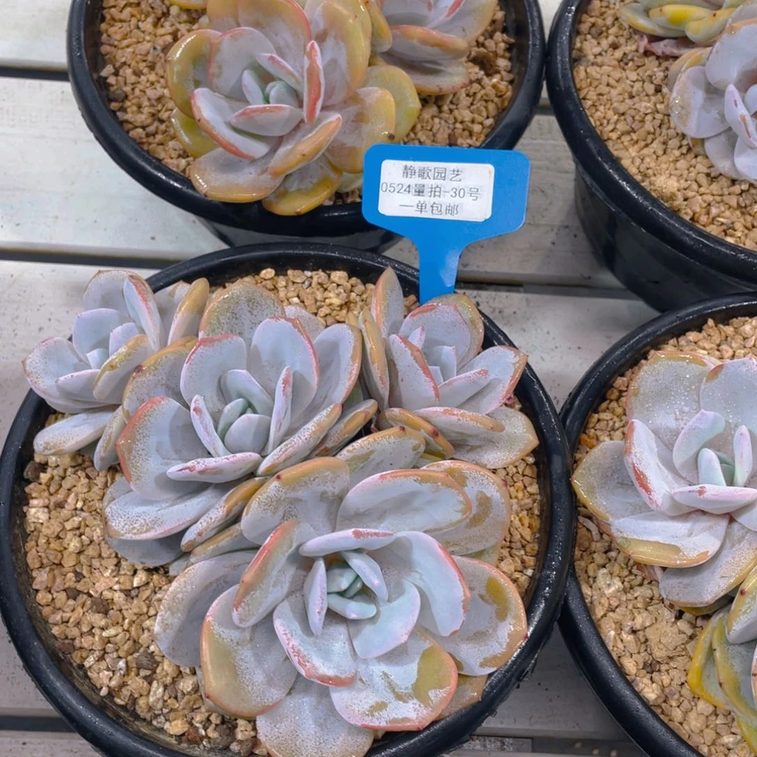 0524-30-韩版奶茶大群一颗