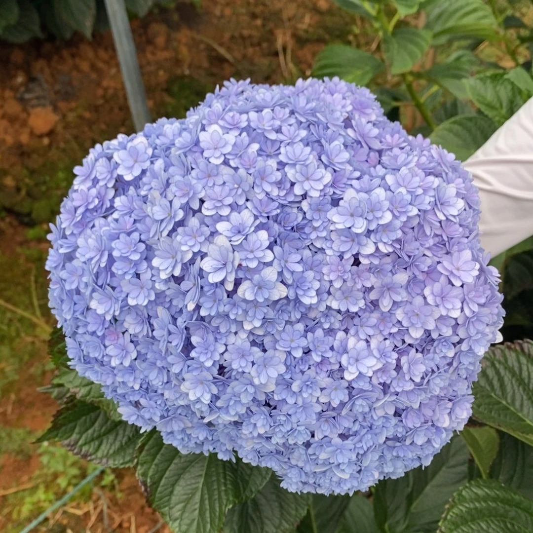 49号 绣球 （3单冷链、4单京东空运、5单顺丰空运、偏远补运费）