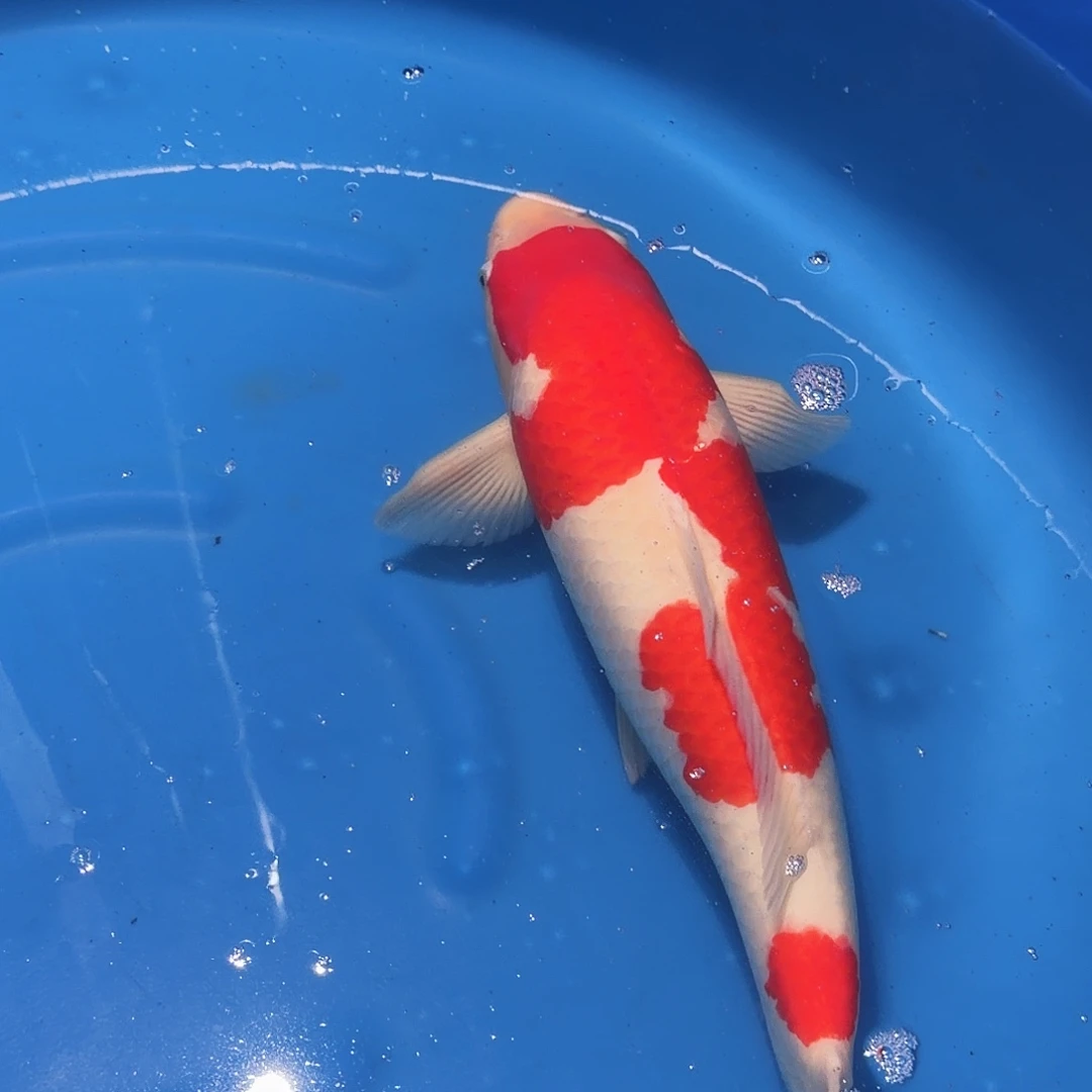 锦鲤红白专拍链接