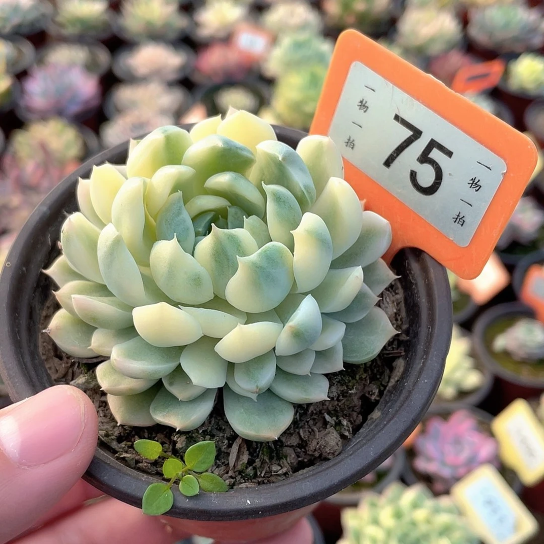 香草月影锦75号多肉