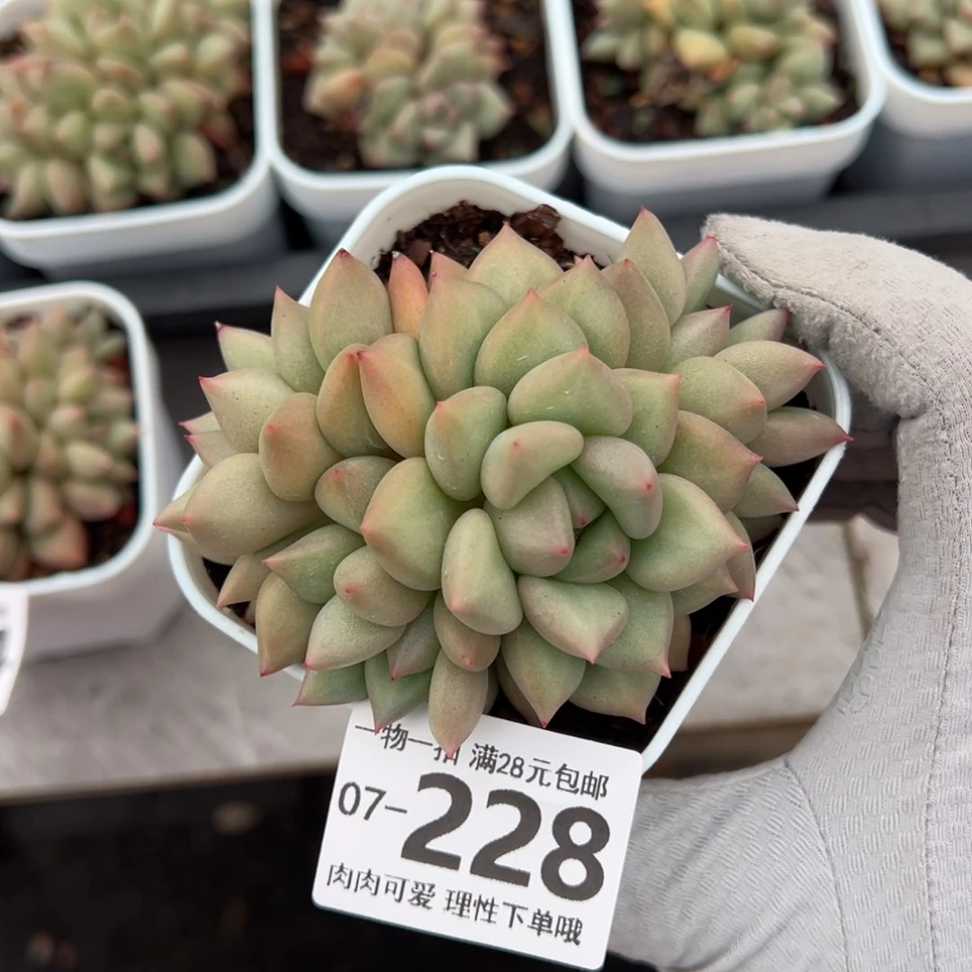 黄金象牙多肉多肉多肉多肉多肉