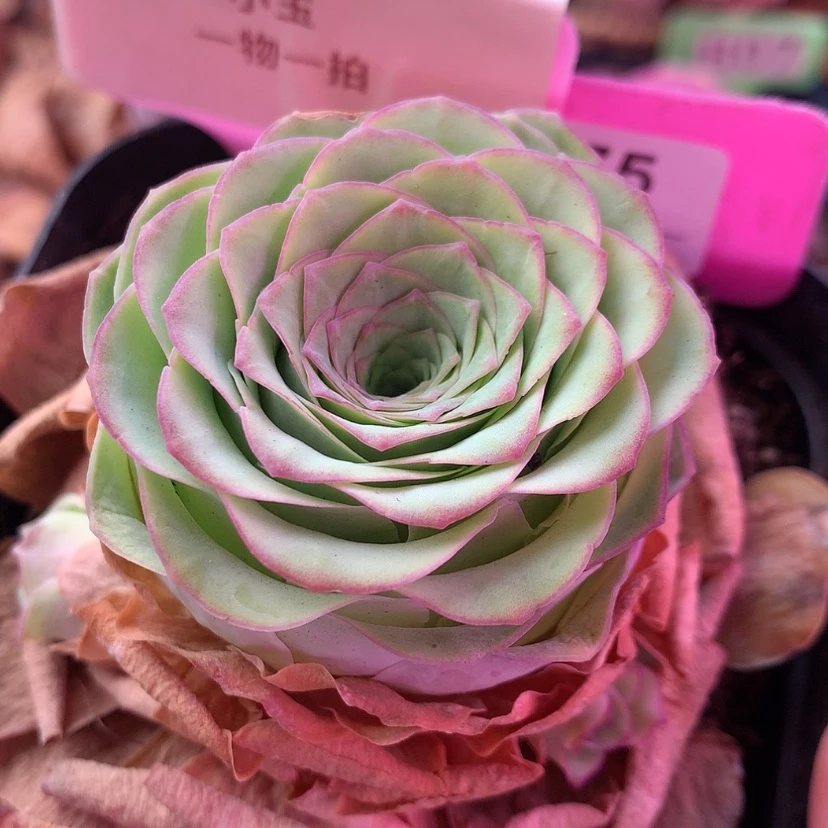 【闪购商品】小玉575