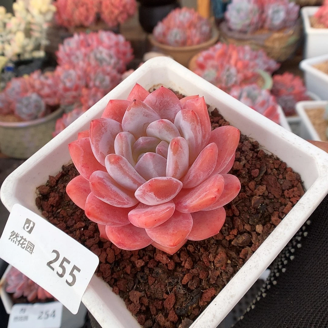 255橘子梦露多肉植物6666