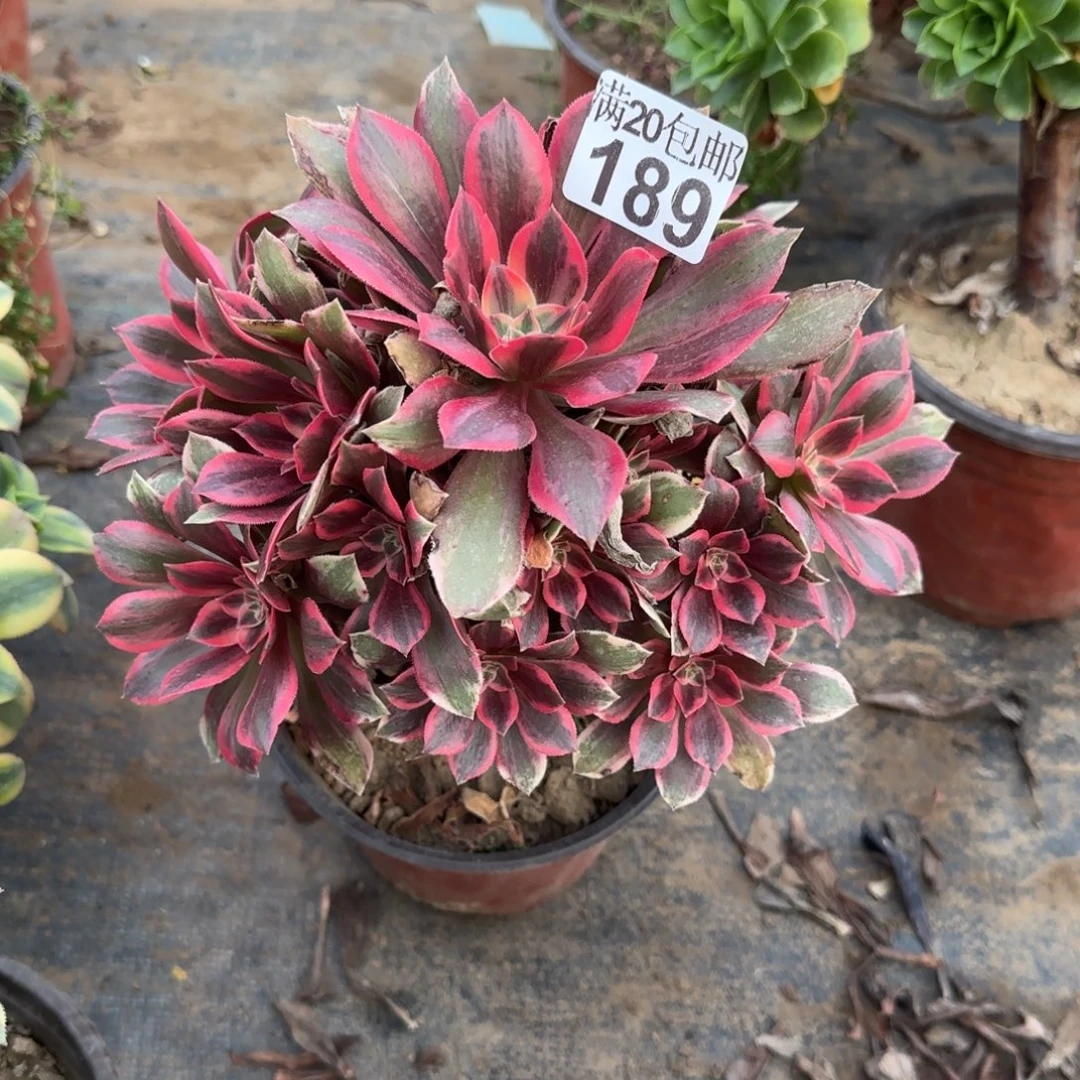 浣纱189满20包邮断枝不包